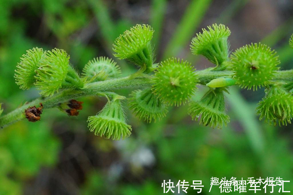 维c|满身都是刺,却成民间极品野菜,如今15元一斤,吃过的人不多