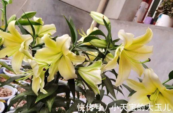 记录一下我养过的花,1000多盆都有啥