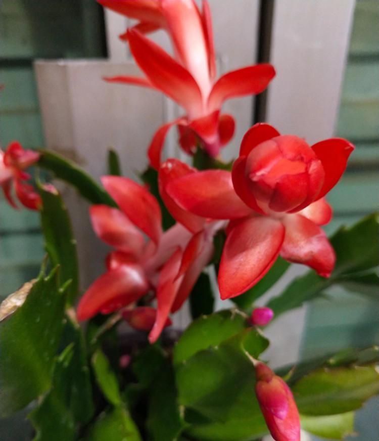 养蟹爪兰，一看一控，营养高，开花妙