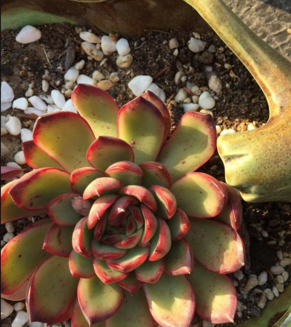 养死多肉的八大误区,新手都在犯,掌握好多肉轻松爆盆出状态