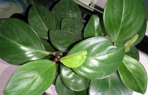 药片养花别忽视这4种，泡泡水就能充当“多个角色”