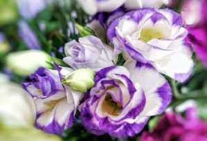 家养5种花,好养易活,不用操啥心,花色繁多易爆盆,娇艳欲滴