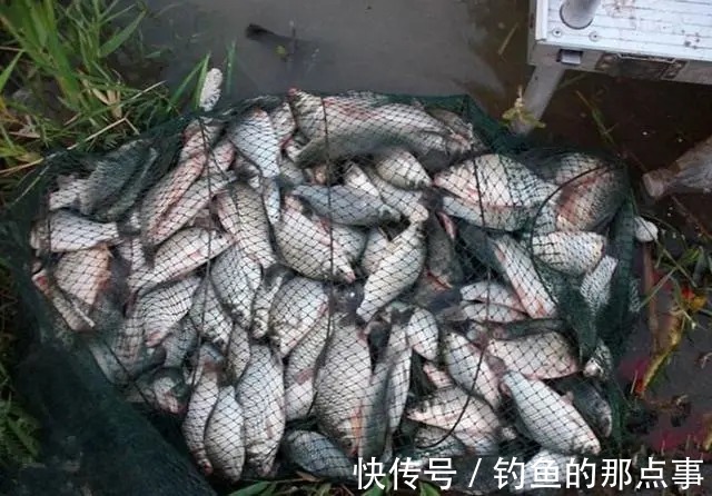 钓位|初春钓鱼“钓友爆护你空军”?别怪钓位没选好,可能是饵料的问题