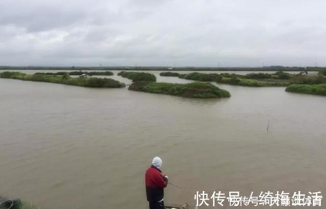 外来|珠江“白草鱼”泛滥,钓友爆护后担忧不已:会不会又是外来物种?