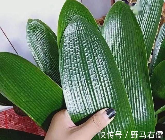 富贵竹|爱喝“啤酒”的4种花,隔几天喝1杯,不施肥也呼呼长