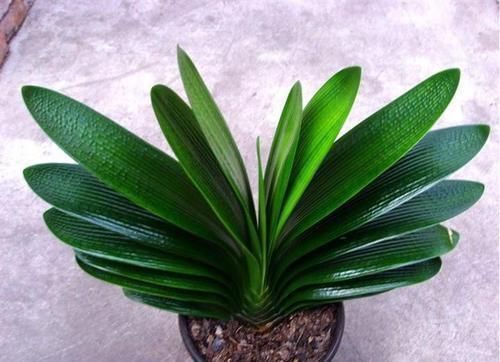 君子兰|君子兰也分公母?养10年也不开花,根源在这里