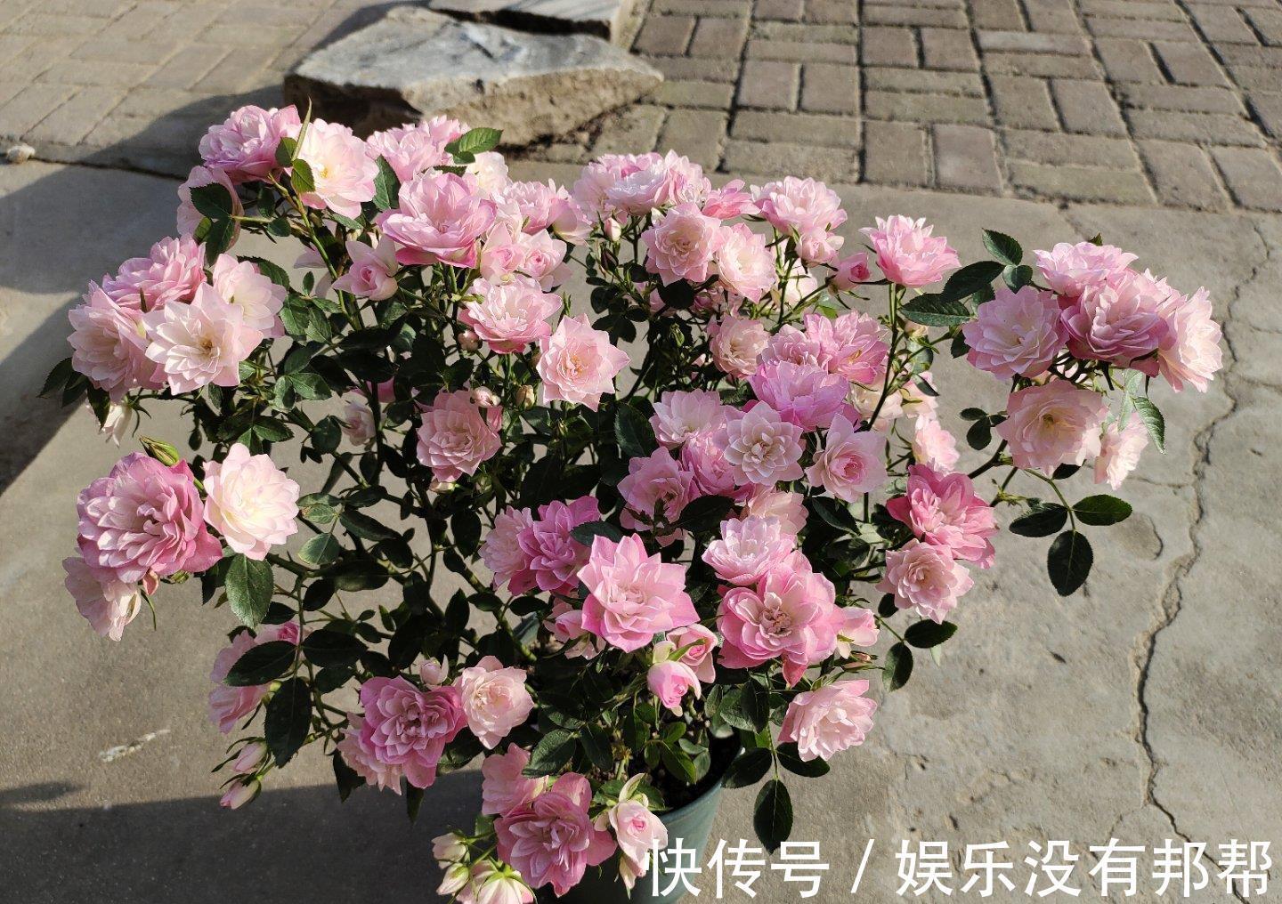 种植|阳台党爱养的微月,颜值高、花期长,种植容易,新手也能养