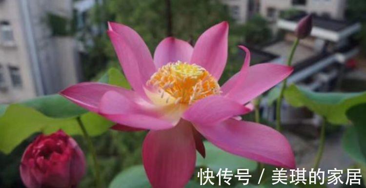 沙漠玫瑰沙漠玫瑰|8月9日-8月21日，庭院选这几款花，花大色艳，花开富贵