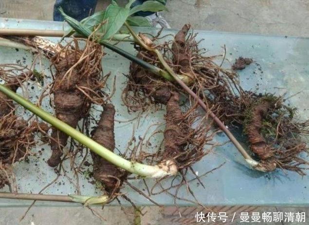 山中挖来一株七叶花,养出果后,有土豪出高价买,这是神仙盆栽