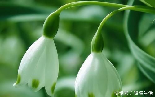 兰花|这3种花不好养,能养旺、开花的人,都是高手