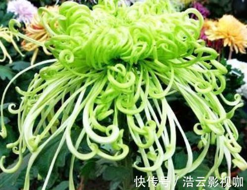新手养花，不如养盆花中精品“盘龙春晓”，花开如丝碧玉