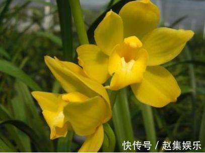 新入盆的兰花多久服盆,怎样判断是否成活