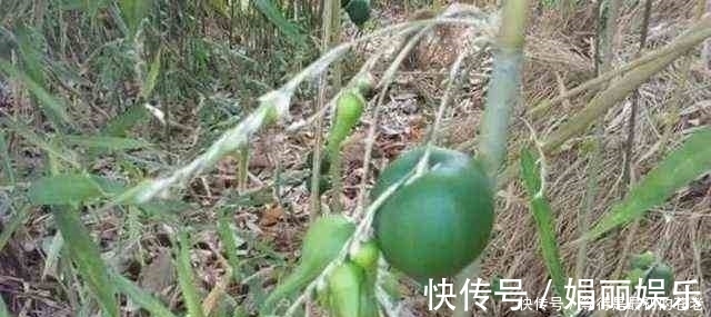 有一种植物,一结果就表示它周围的树也要死亡了!