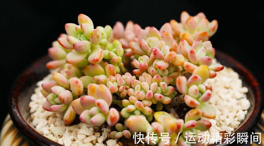 鸡蛋美人多肉怎么养,鸡蛋美人养殖方法