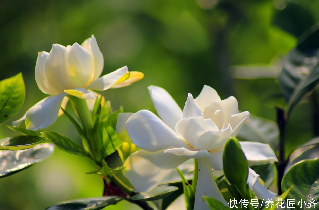 米兰花|4种花不适合养在室内，扔在院子里日晒雨淋，反而长得更好