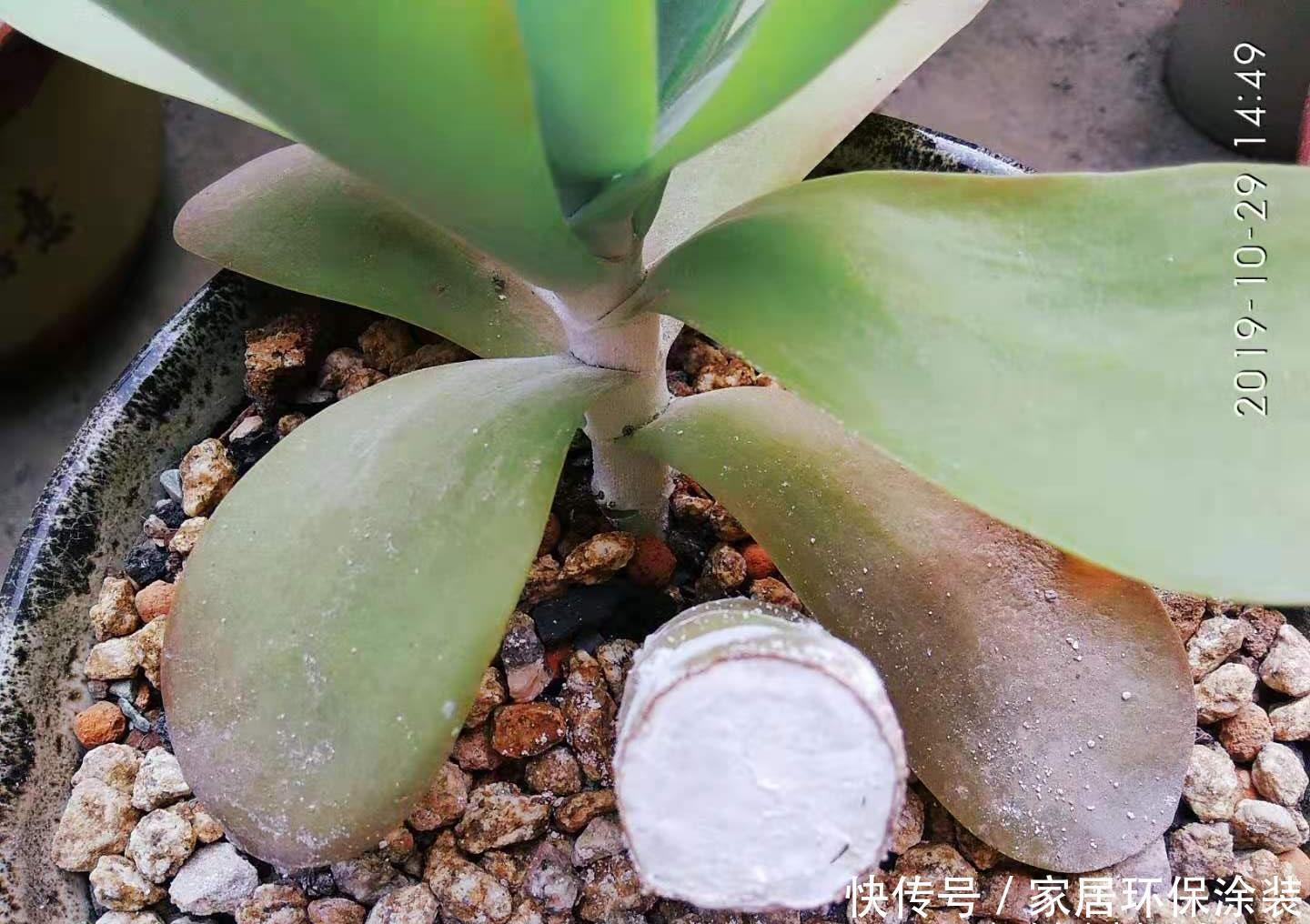 用多肉唐印嫁接长寿花能成活吗？理论上能活，因为它们同科同属