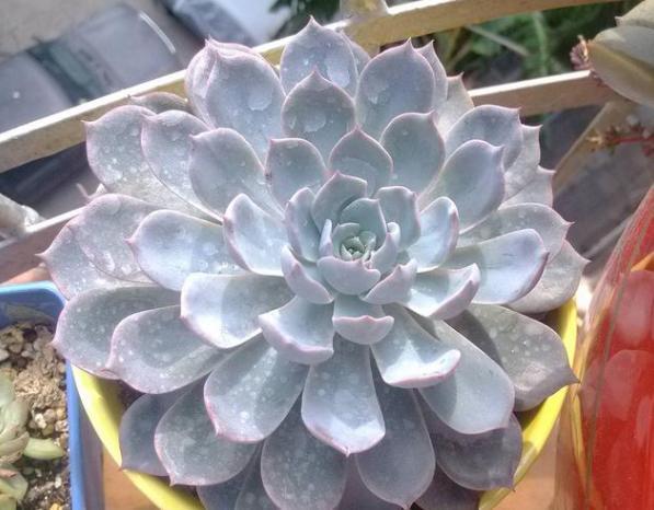 想在客厅搁置多肉老桩就摆放这4款盆景，难度低、美得像花