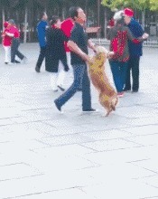 |搞笑GIF:这东西是我花钱买的,跟你有半毛钱关系