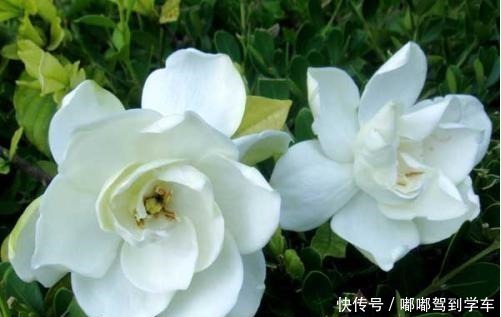 栀子花变美5步走,“傻小白”都能养出好花来,白花一朵接一朵!