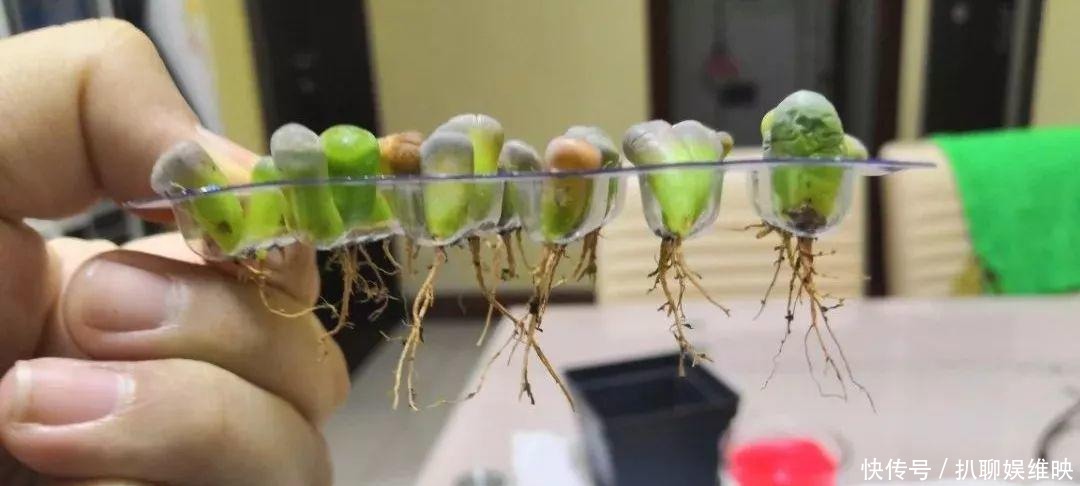 扦插|多肉扦插不用土,胶囊板一套,3天就能冒白根!
