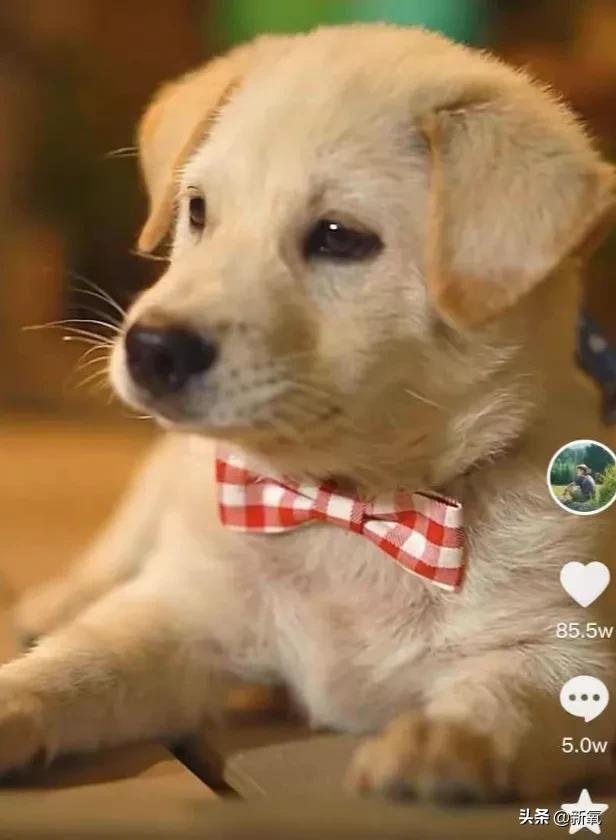 前有李子柒，后有閑不住的阿俊