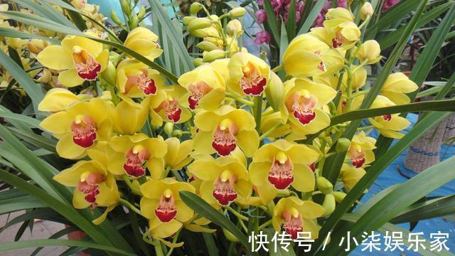 发芽|养兰花的“捷径”，最好别用，伤芽伤根，不出半年就枯萎