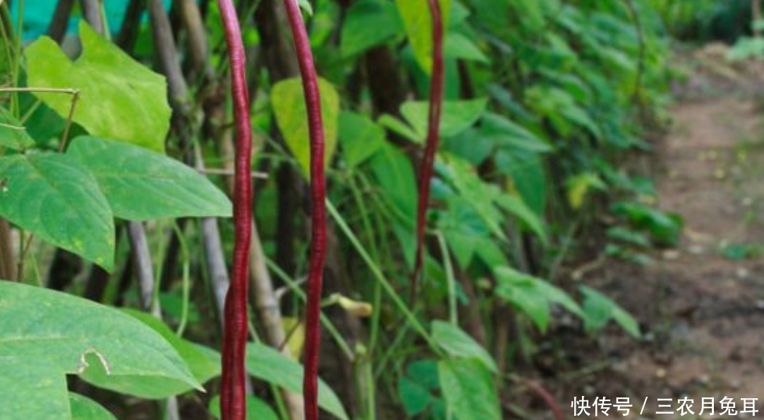 村民种植一种豇豆，可以健胃补肾，栽培方法很重要