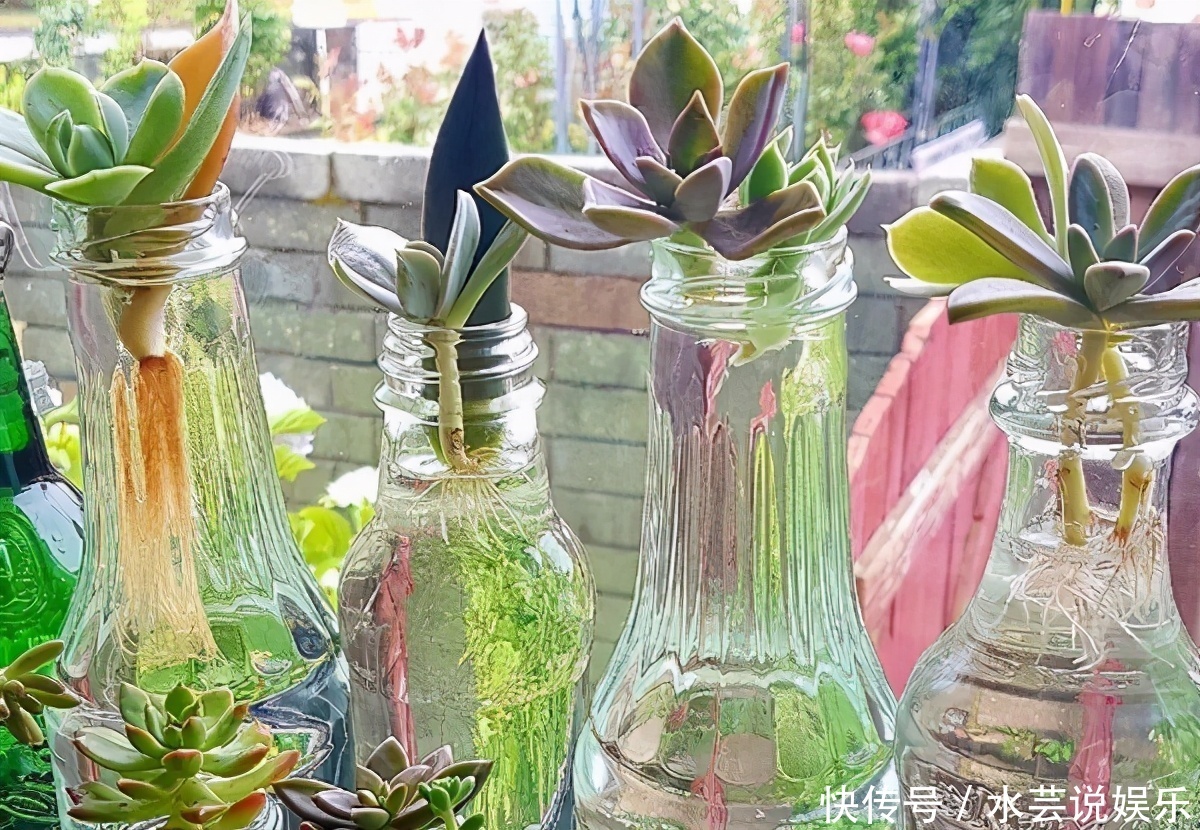 扦插讨喜的多肉,事前事后这么操作,成活率高很多