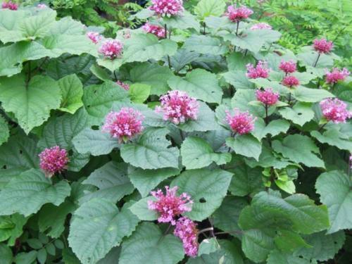 痔疮|农村一种臭草,用来煲汤喝,治疗痔疮有奇效,早喝早好