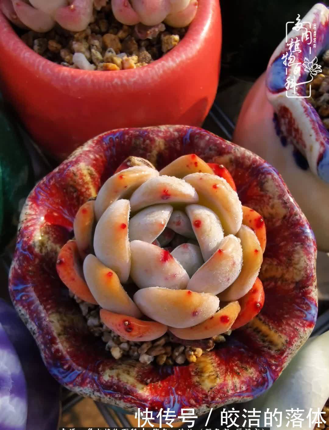 百度|我与多肉那些不得不说的故事!