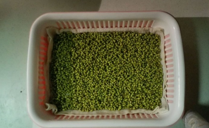 在家发绿豆芽,简单易做,0添加剂,比买的好吃,脆爽可口有营养