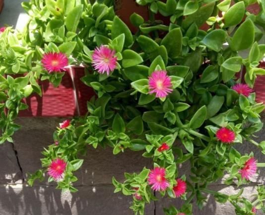 6种花适合吊起来养，挂在窗前，比窗帘还好看