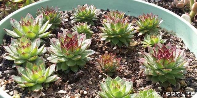 观音莲这样养,“小莲花”围一圈,从普货到“贵货”,就差这一步!