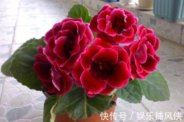 这些花不用太多光,放在家里的阴处养,开花大朵真漂亮