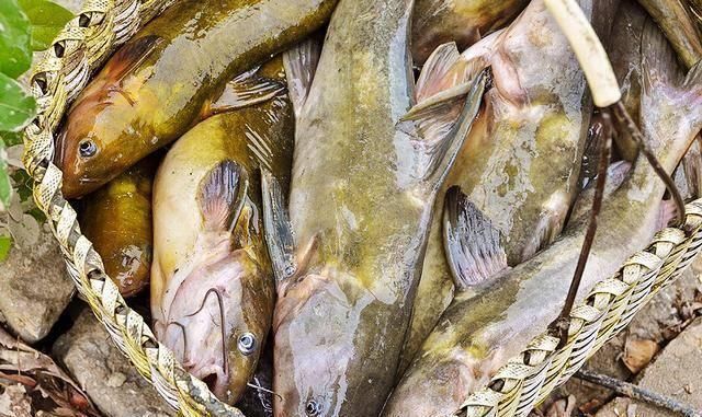 补品|它常被误认成鲶鱼,一斤180元比刀鱼鲜美,如今被当补品快吃绝了