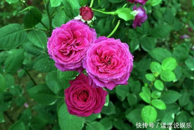 花卉|月季开花正旺，你家连花苞都没有，注意这几点，开花不断