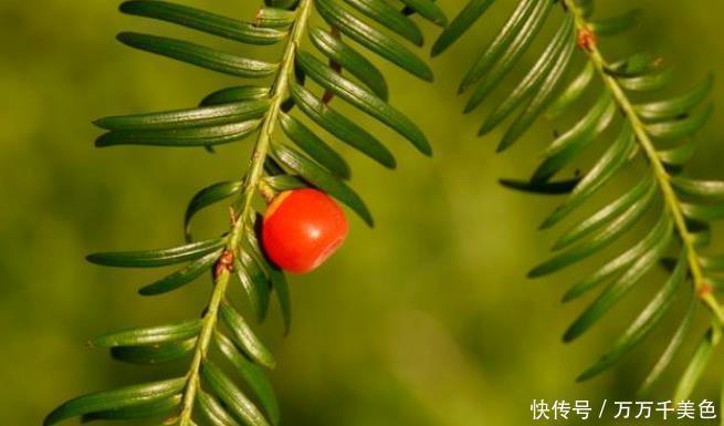 四季|4种整株都有香味的树,家里养一棵,不生虫,还能四季飘香