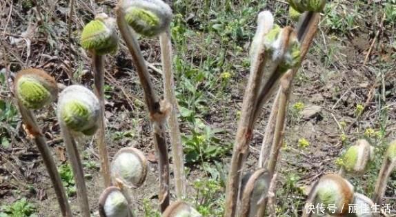 助孕素|想長壽要會吃，多吃四種食物，滋補身體，排毒祛濕，防止腦溢血