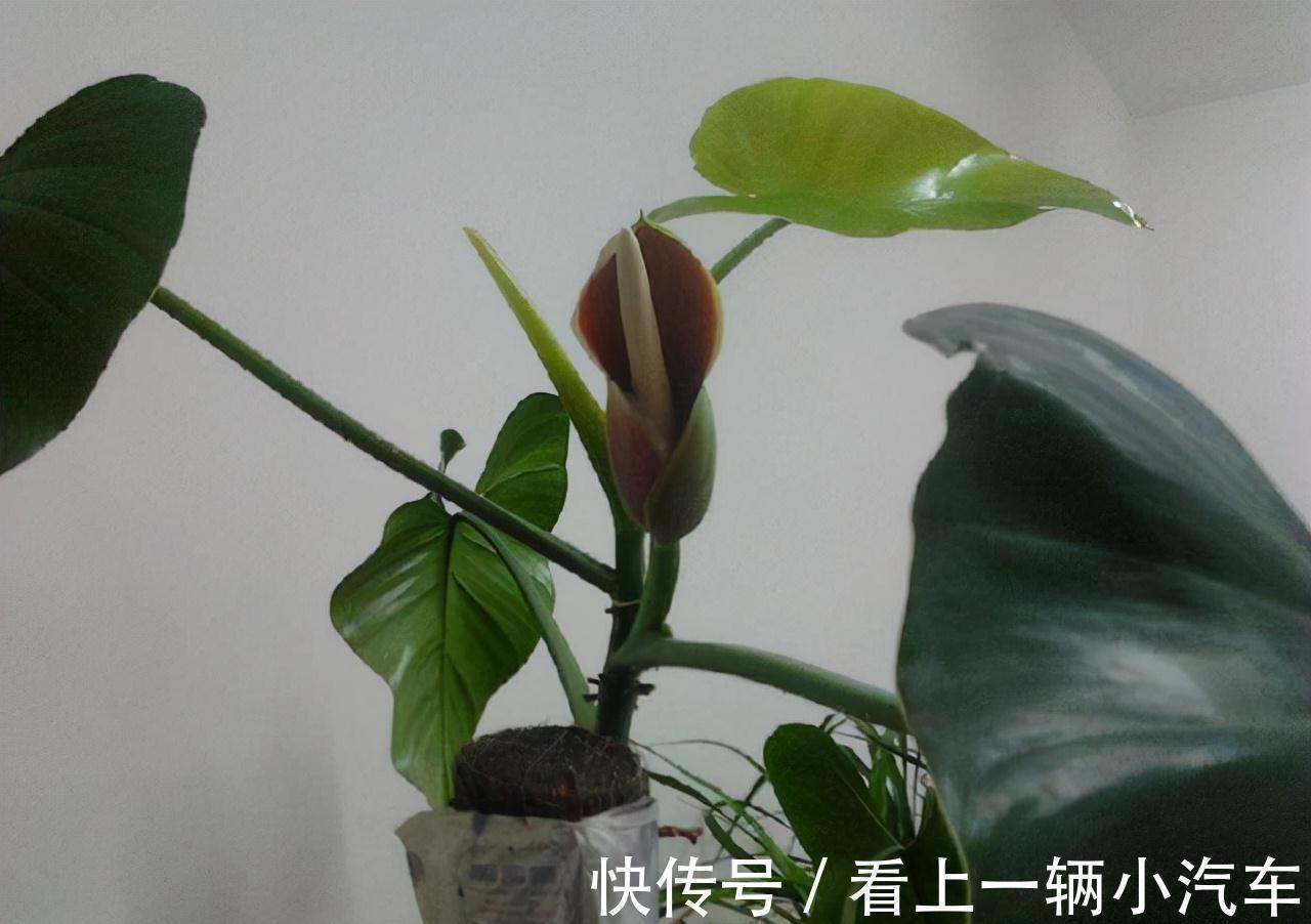 隔3天喷一点制作溶液，富贵竹绿萝吊兰疯长，开花不止