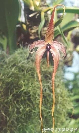 好丑！好臭！你没看错，我说的是兰花