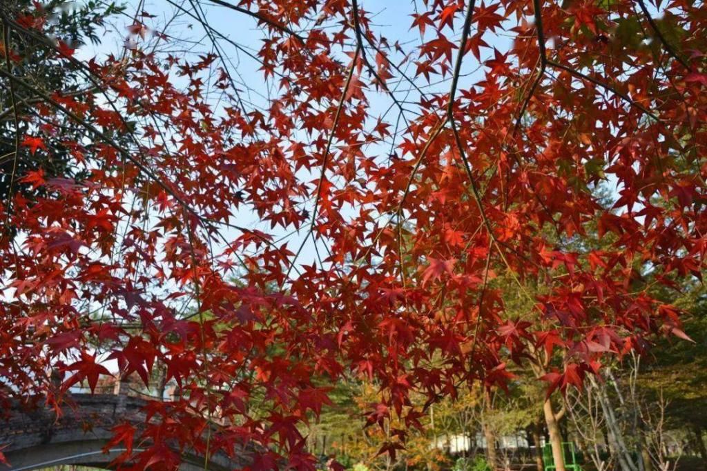 拍照|又挖到一些神仙拍照宝藏地，金黄灿灿，层林尽染，缤纷花海都有！