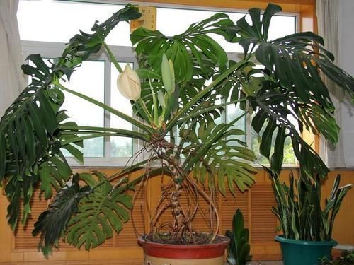 看看花友养了“10多年”的“龟背竹”,这是要上天?