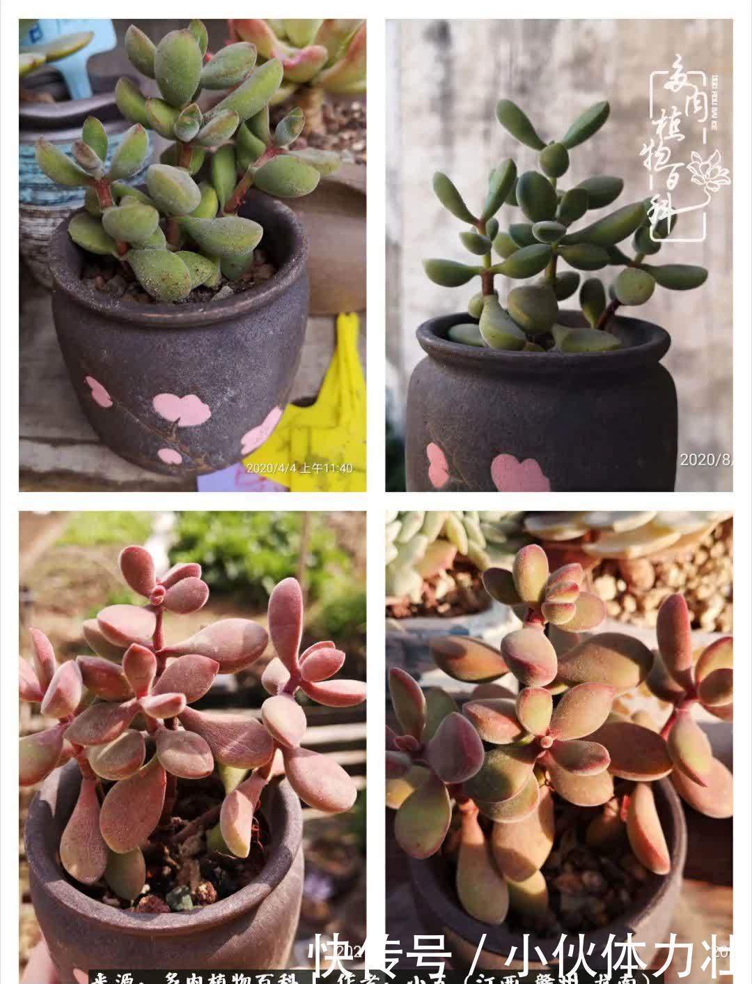 懵懵懂懂入肉坑,跌跌撞撞养多肉