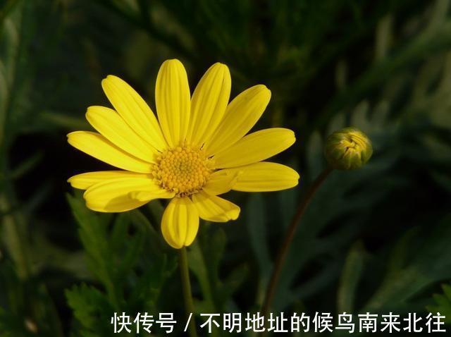 3种花适合养在阳台，好养易活不操心，夏天也能开花不断，美极了