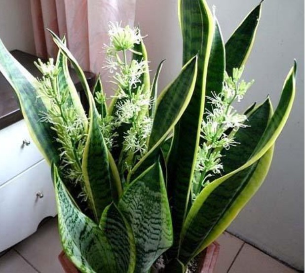 养花就养这几款,养在家里非常漂亮,有很好的净化空气作用