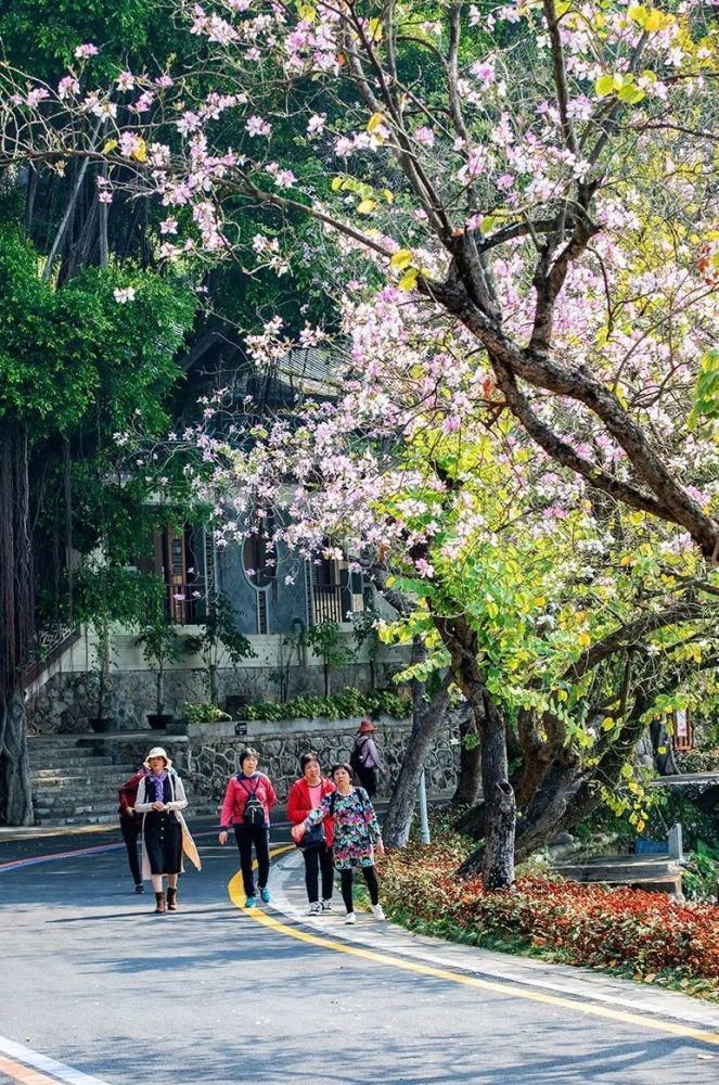 知识|七星岩玉堂春、宫粉紫荆踏春而至，美出新高度！