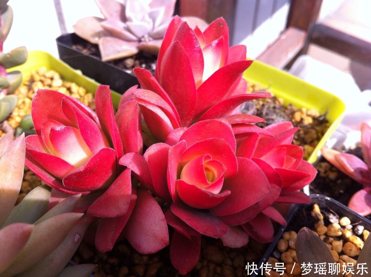 红橙黄绿青蓝紫|彩虹色的多肉你见过吗,阳台这么一摆,邻居嫉妒的想出大价钱买!