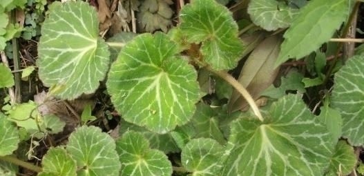 家中人|路边这长相似“耳朵”的草,你认识么?中医说它对治疗冻疮有奇效