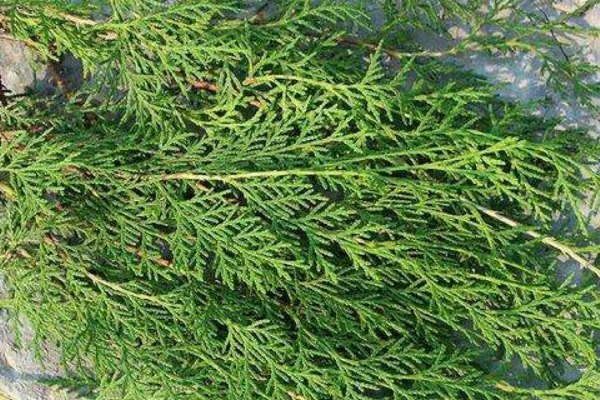 树叶|有了白发别着急，一片树叶煮水洗头，15天后白发会变得乌黑柔软！