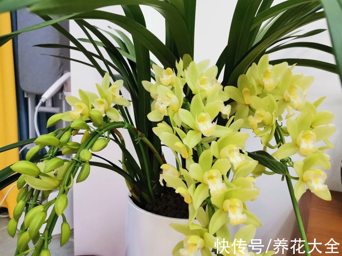 不能放在卧室养的6种花,时间越久对人身体伤害越大,抓紧搬出去